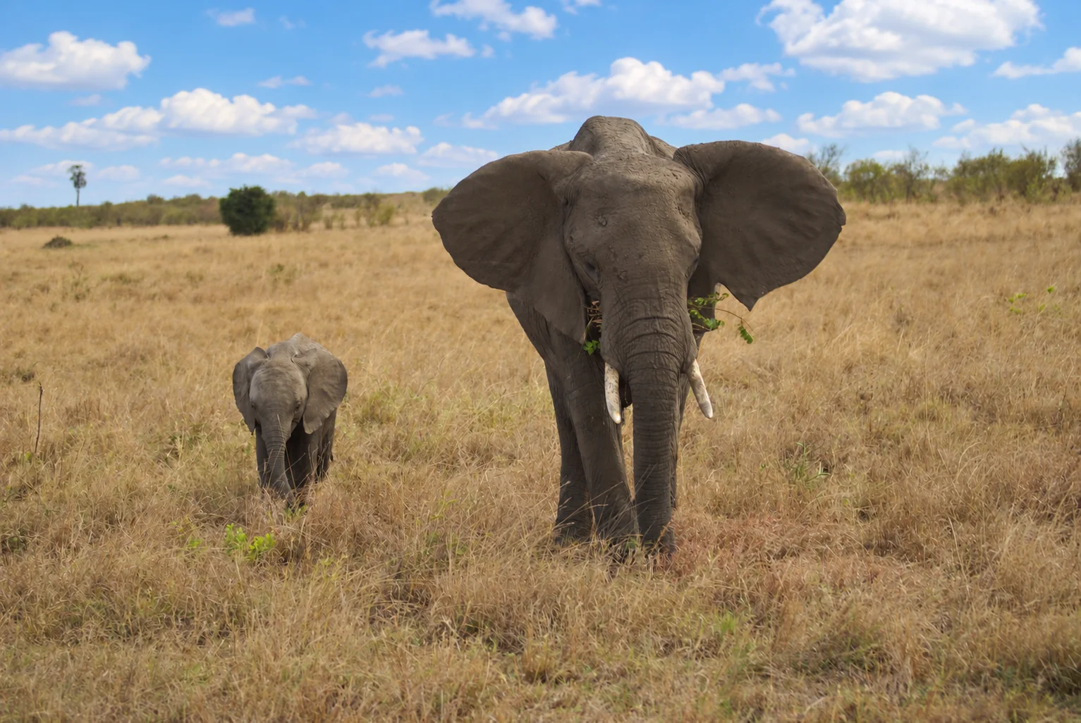 Elefante adulto y una cría en la sabana de Kenia, bajo un cielo azul con nubes blancas