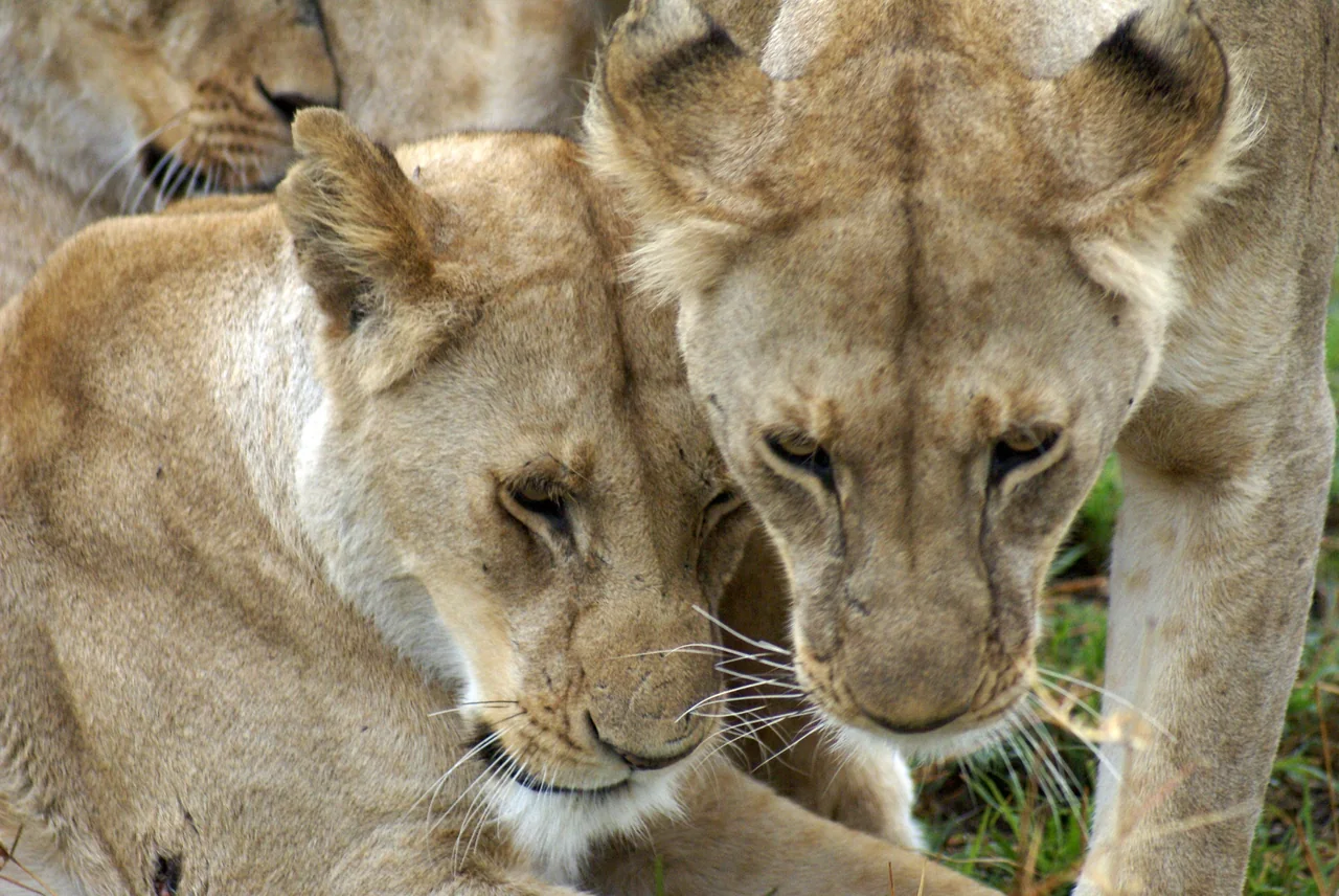 Dos leonas juntas en primer plano, entre la hierba de la sabana
