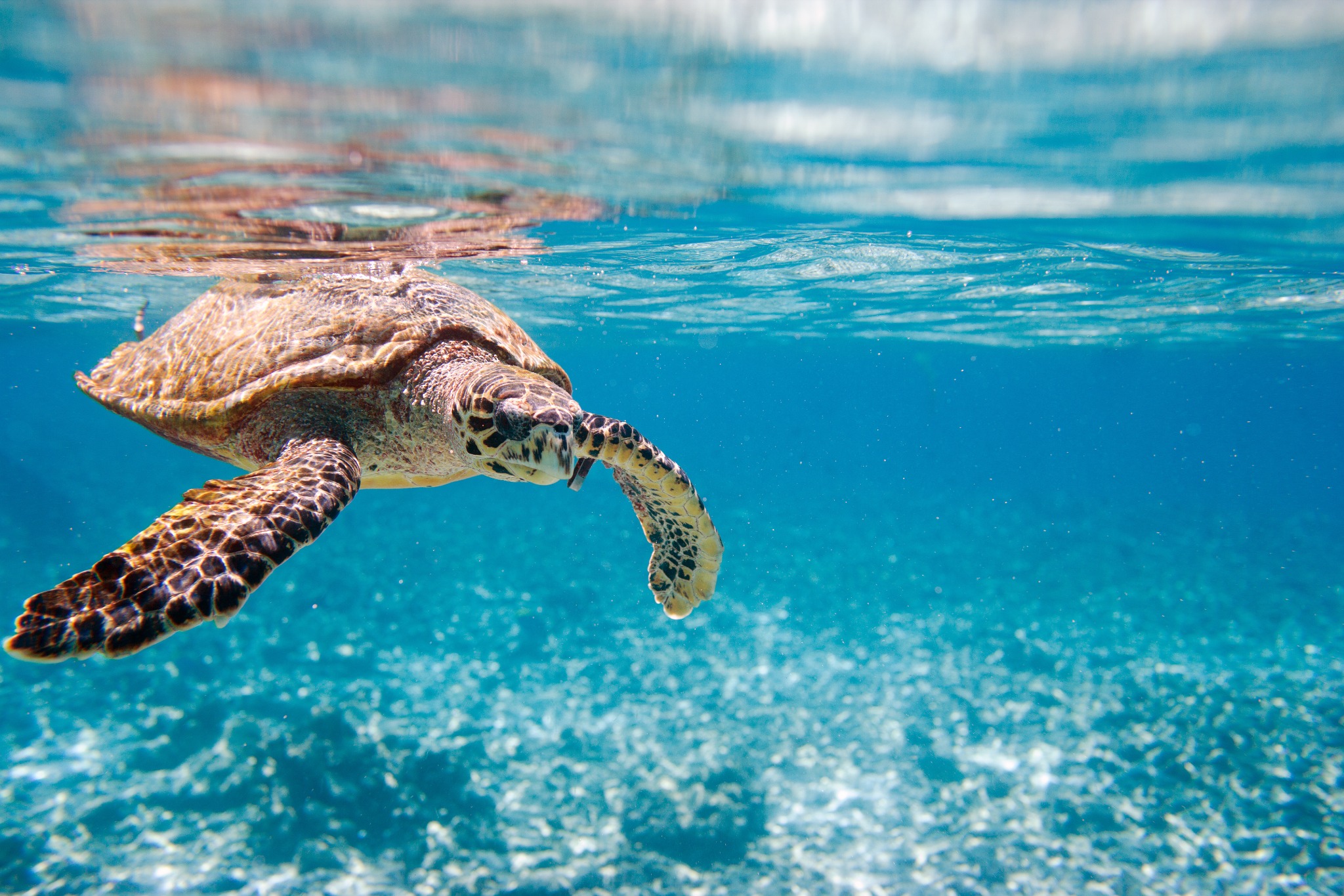 Tortuga marina nadando en aguas del océano Índico en Seychelles