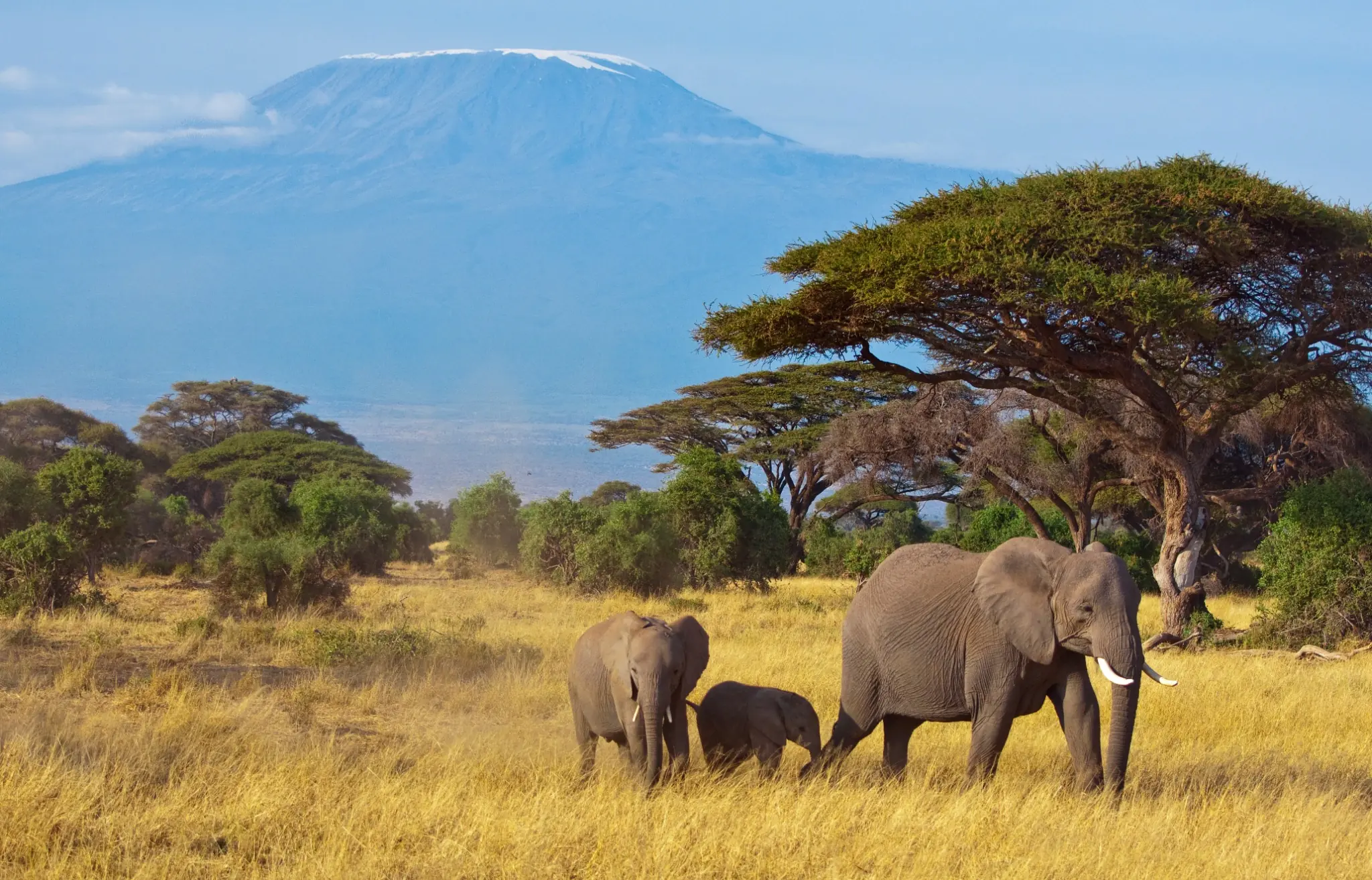 Manada de elefantes en la sabana de Tanzania con el Kilimanjaro al fondo
