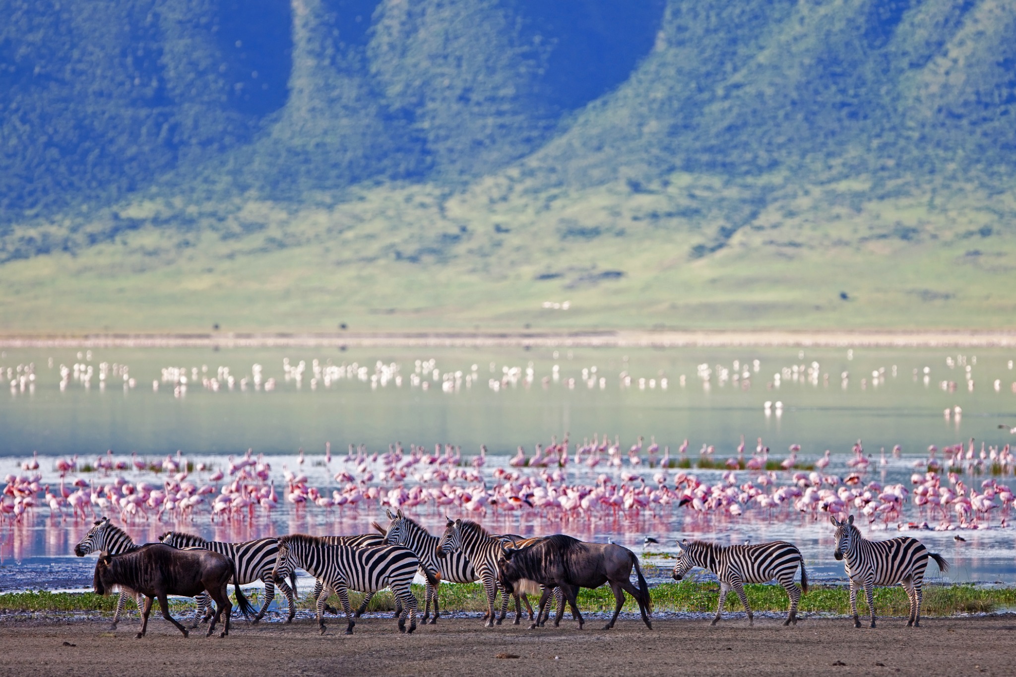 Cebras, ñus y flamencos en el paisaje de Ngorongoro, Tanzania