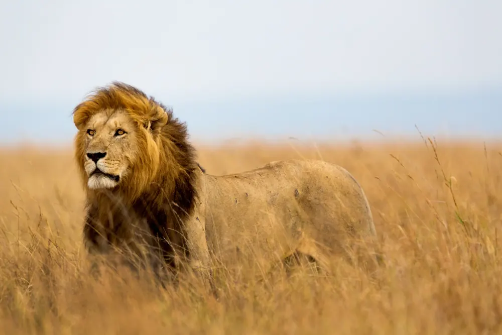 León macho entre la hierba dorada de la sabana, con la melena y el cuerpo visibles
