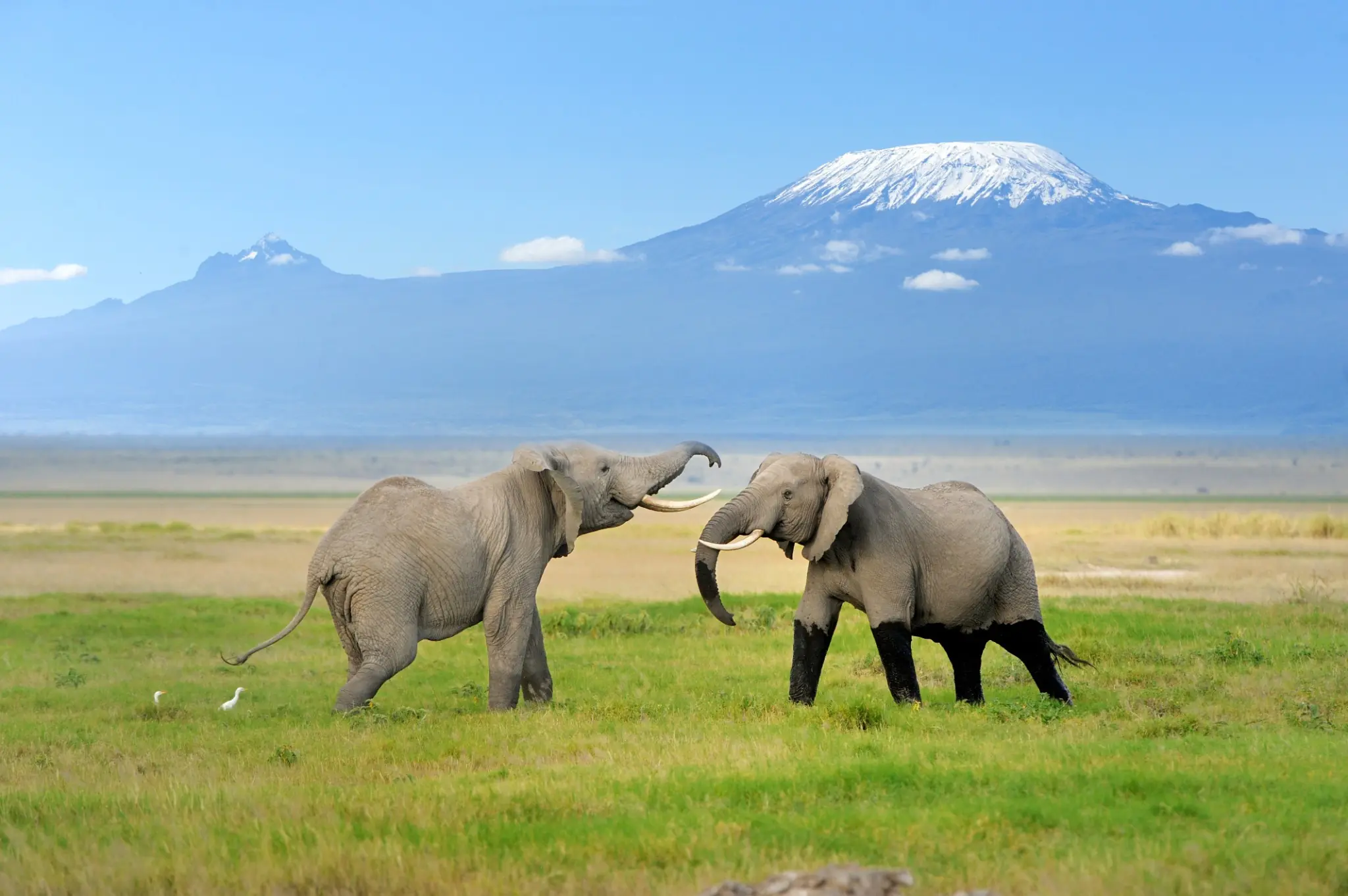 Dos elefantes frente al Kilimanjaro en las llanuras de Tanzania