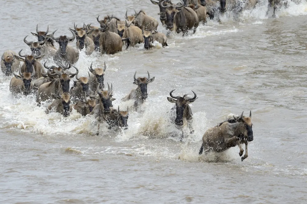 Manada de ñus atravesando un río; escena ilustrativa de fauna, sin avistamiento garantizado